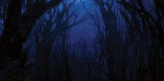 Woods Of Desolation - Torn beyond reason von Woods Of Desolation - LP (Gatefold