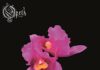 Opeth - Orchid von Opeth - CD (Digipak